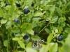 beeren4