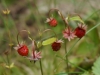 beeren5