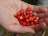 beeren6