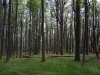 buchenwald